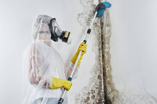 Best Water damage restoration process  in USA